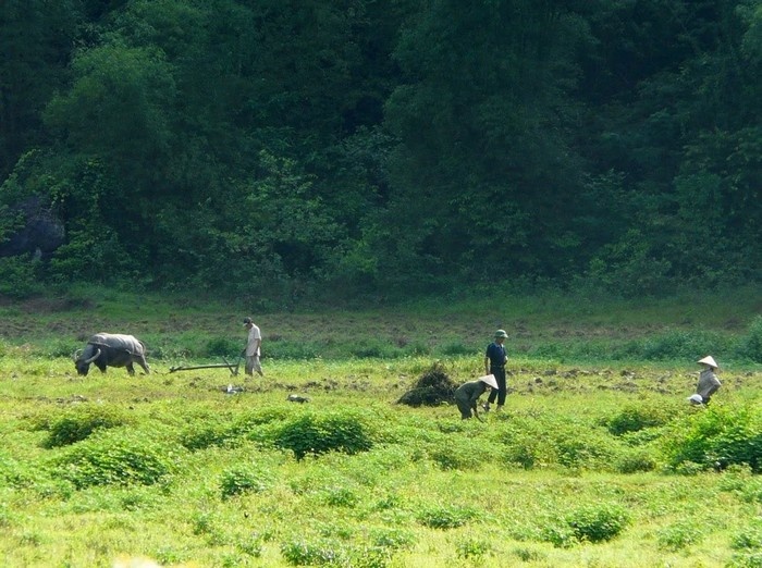 Coming to Viet Hai fishing village, visitors can participate in plowing fields