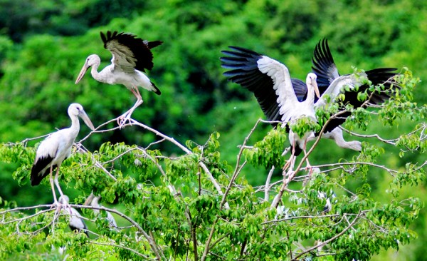 Tam Coc - Bich Dong - Thung Nham