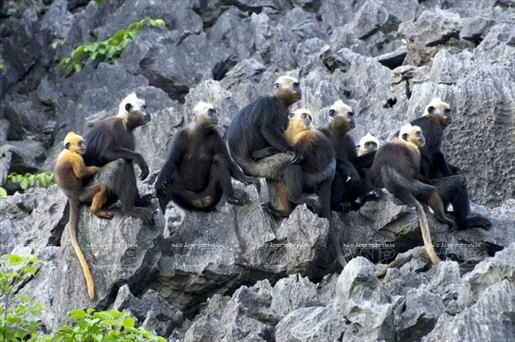 A Family of Monkeys