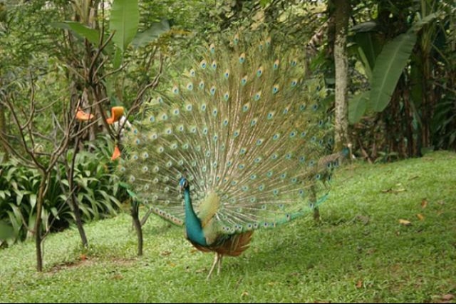 Dancing peacock
