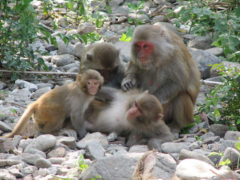 Mom monkey and babies 