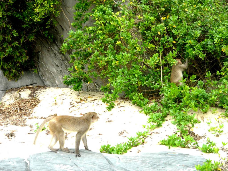 Monkeys playing on the sand 