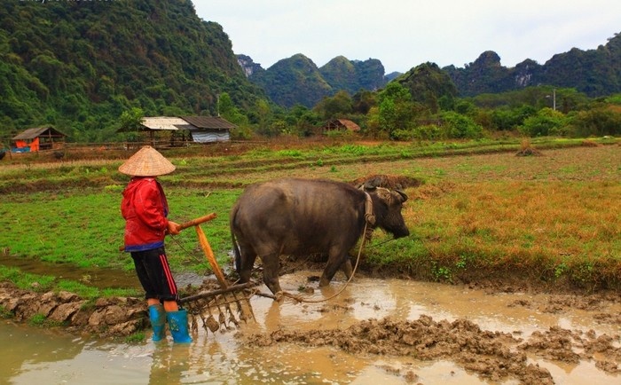Làng Việt Hải - Cát Bà