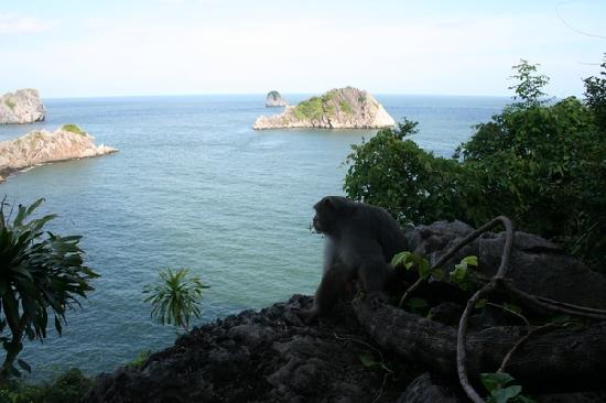 What are you looking for,monkey?