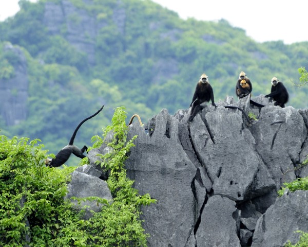 Half day Trekking Cat Ba National Park