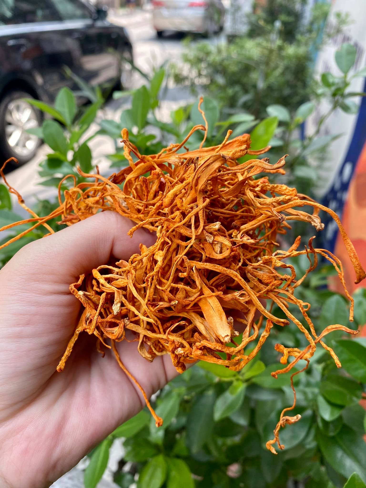 Nấm đông trùng hạ thảo Nấm đông trùng hạ thảo