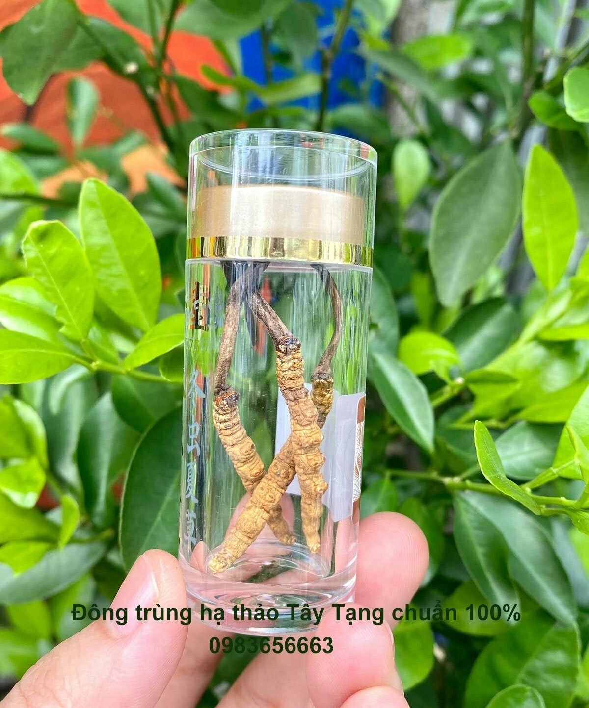 Đông trùng Hạ thảo Tây Tạng chuẩn 100% Đông trùng Hạ thảo Tây Tạng chuẩn 100%