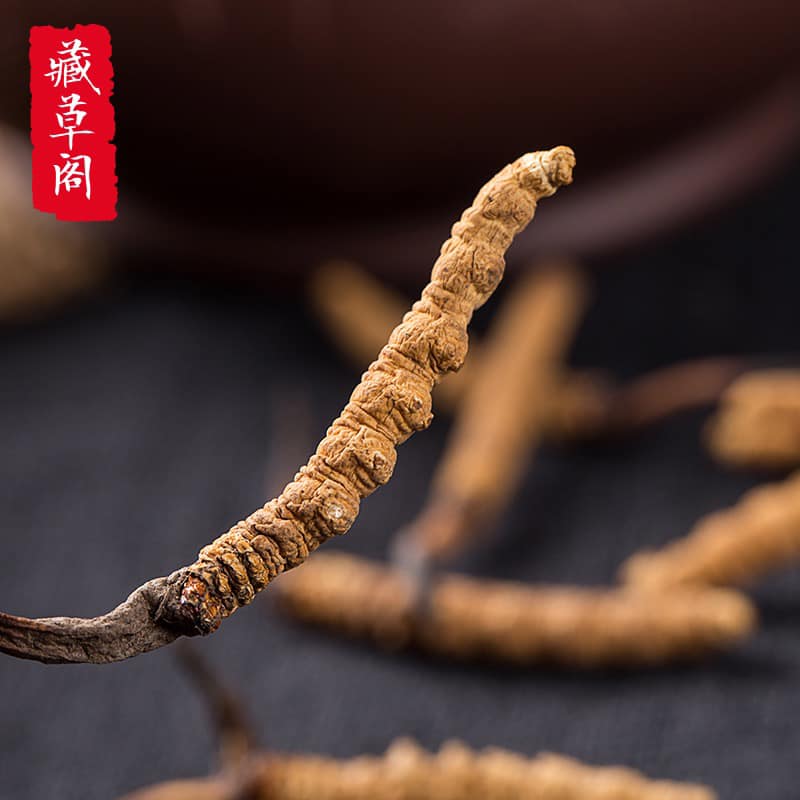 Rượu Đông Trùng Hạ Thảo có nên ngâm hay không hàng chuẩn 100% Đông Trùng Hạ Thảo Tây Tạng