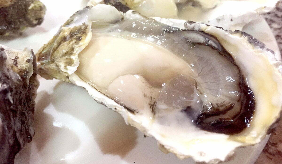 Du lịch Cát Bà thưởng thức hàu sữa Du lịch Cát Bà thưởng thức hàu sữa