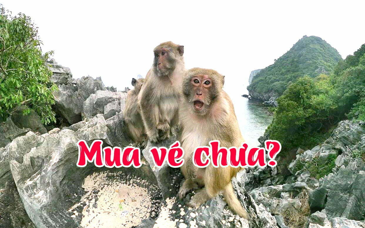 Mua vé thắng cảnh Cát Bà