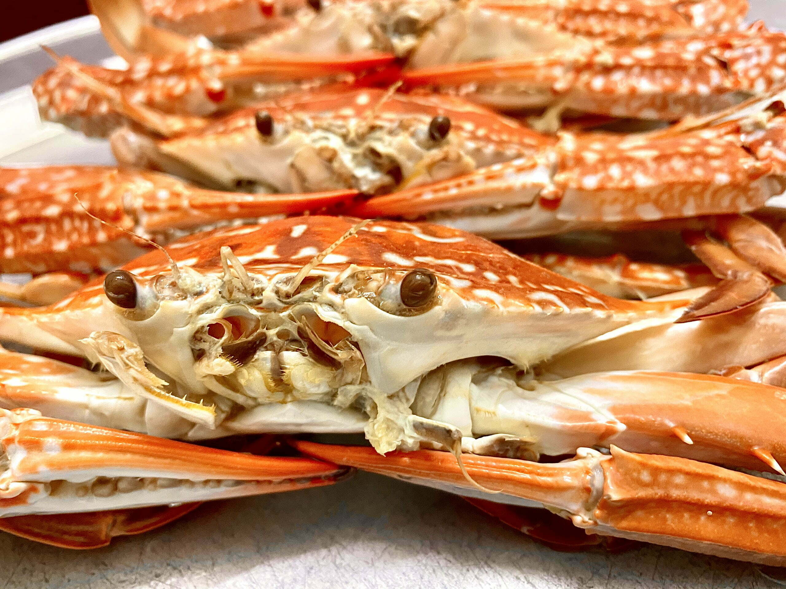 Ghẹ xanh đặc sản đảo Cát Bà Ghẹ xanh đặc sản đảo Cát Bà