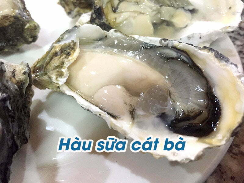 Hàu sữa Cát Bà