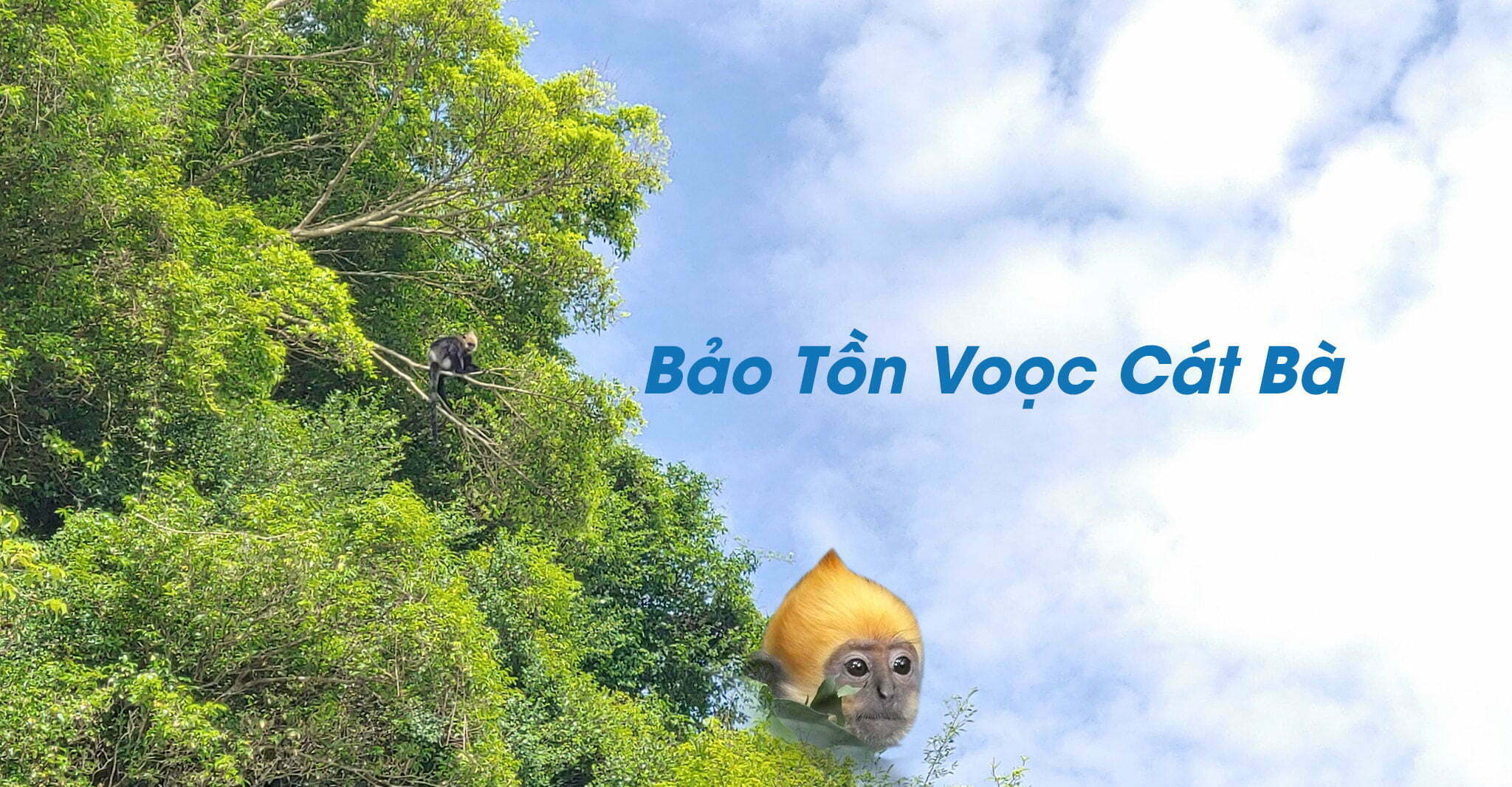 Voọc Cát Bà
