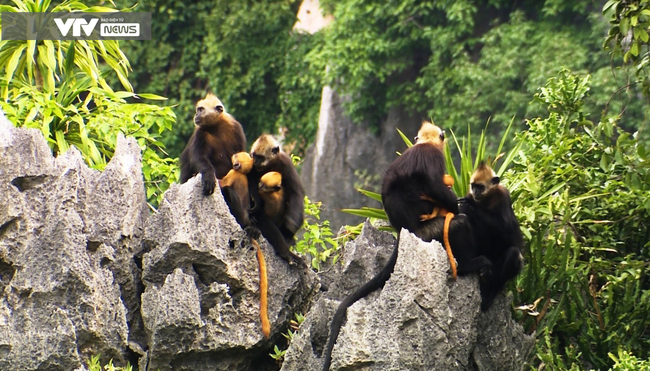 đàn Voọc Cát Bà