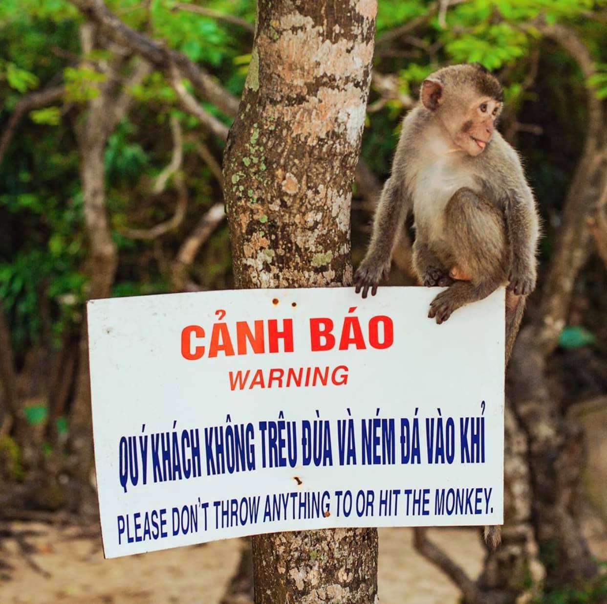 Đảo khỉ Cát Bà