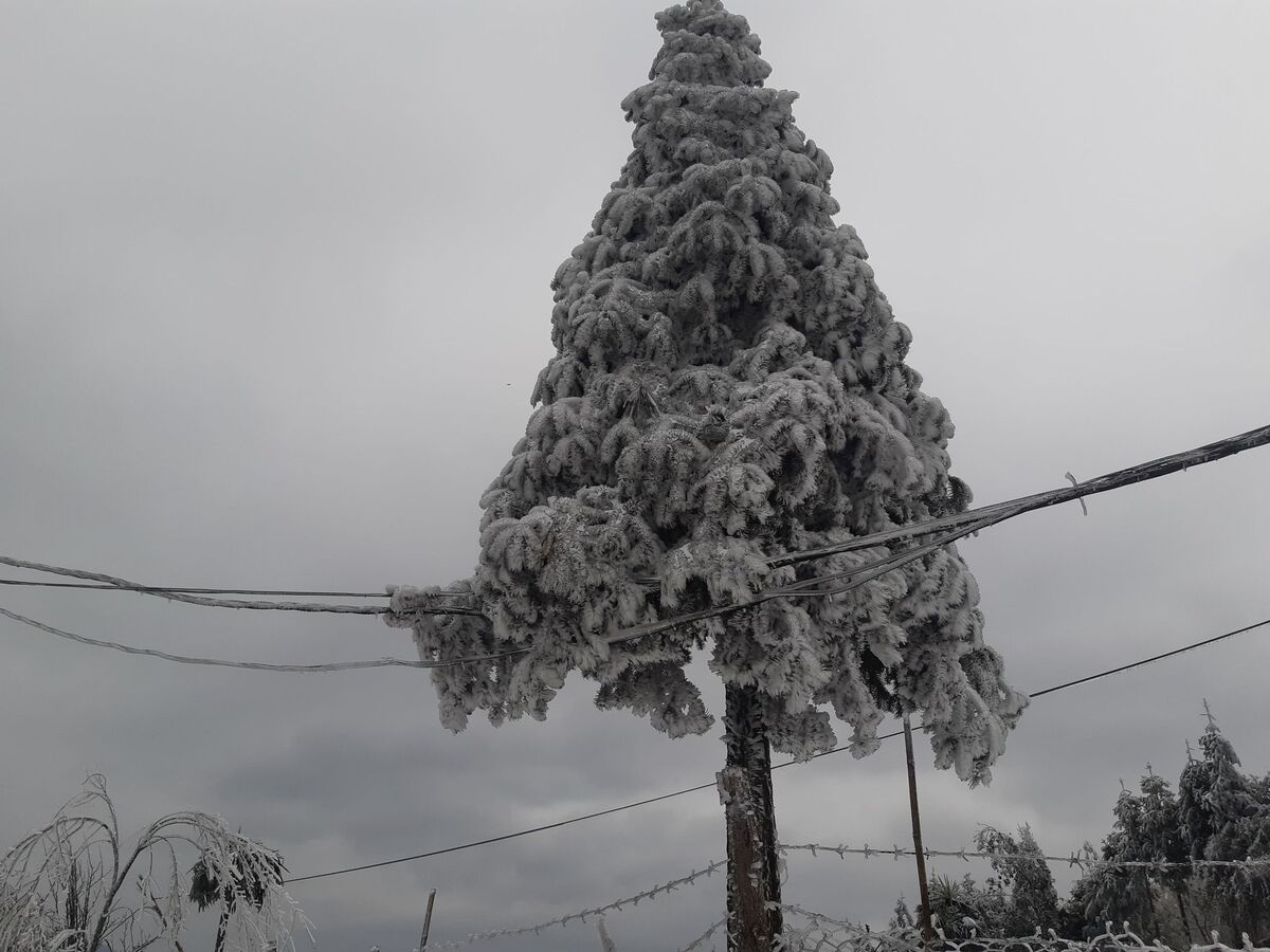Cây thông phủ kín tuyết ở Ý Tý