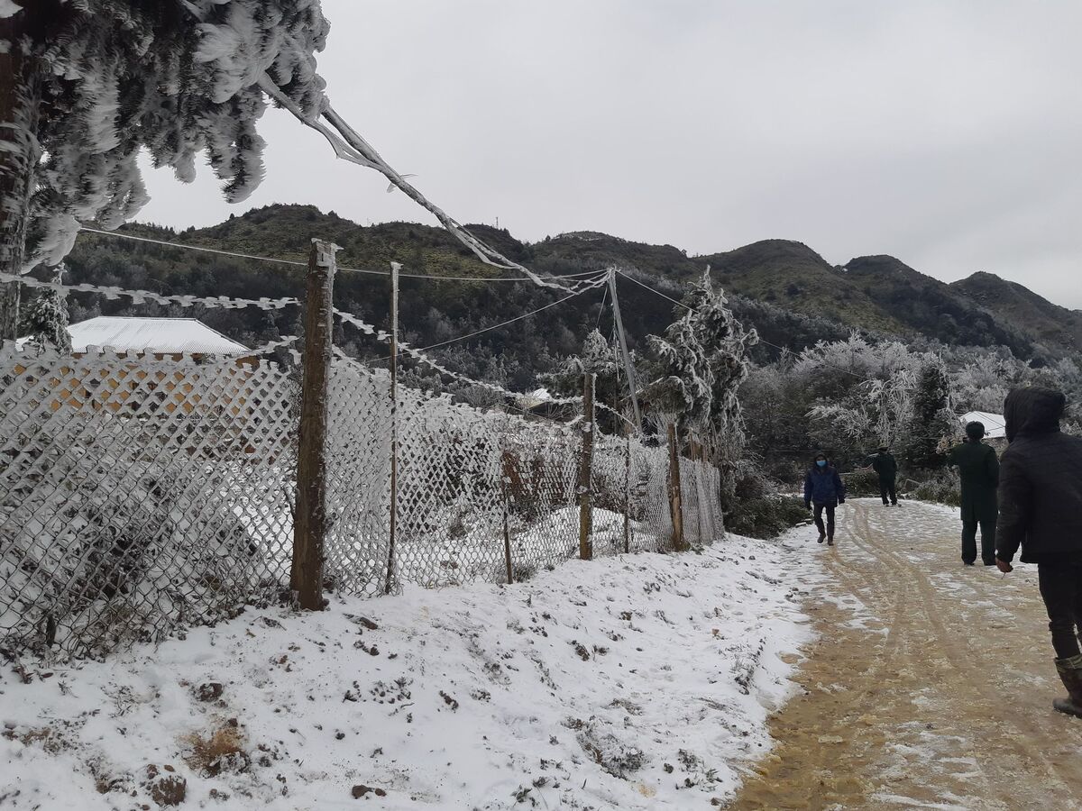 Tuyết ý tý phủ kín bờ rào