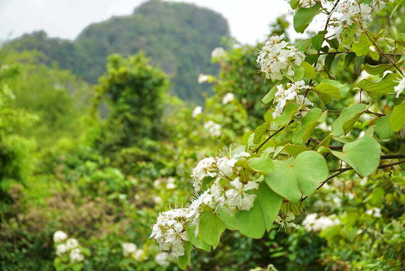 Hoa dại Cát Bà