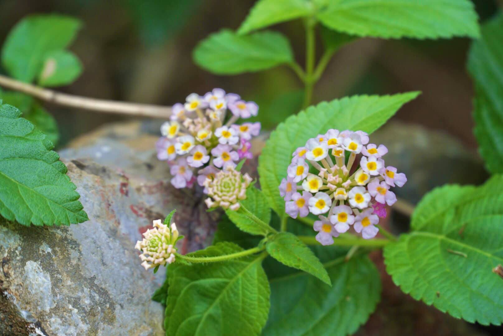 Hoa ngũ sắc Cát Bà