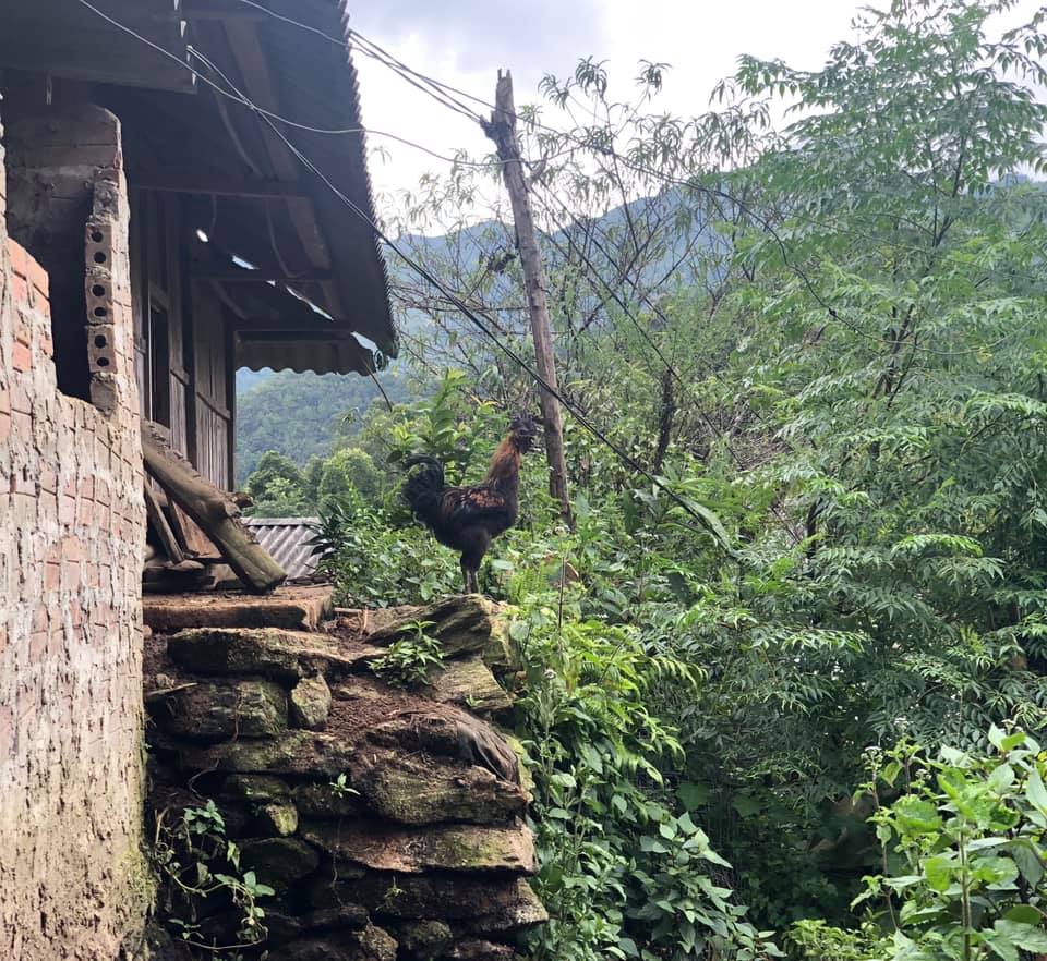 Gà H'mông đen Gà H'mông đen