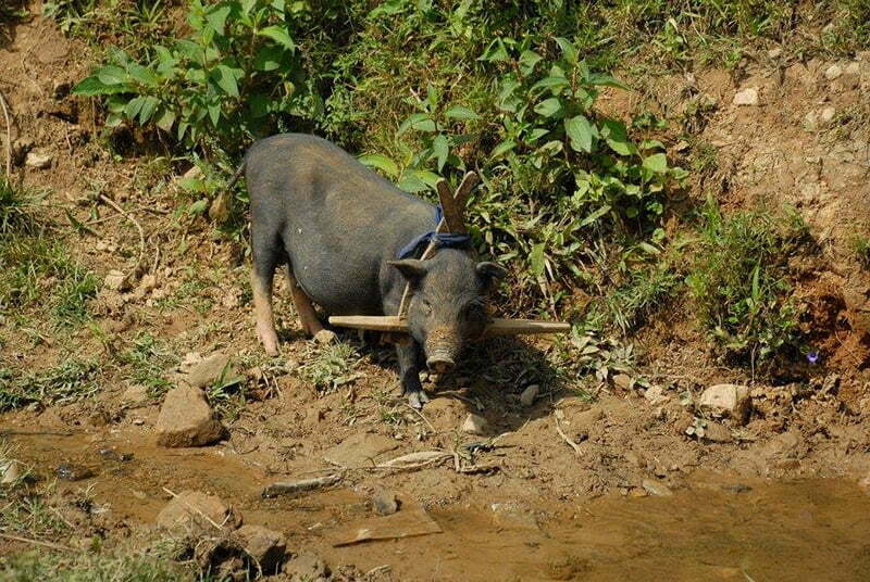 Lợn đen đeo gông Lợn đen đeo gông