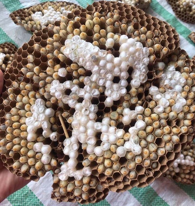 Tổ ong bò vẽ đầy nhộng Tổ ong bò vẽ đầy nhộng