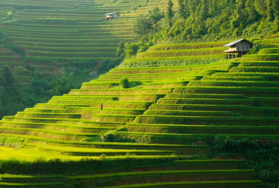 ruộng bậc thang Mù Cang Chải