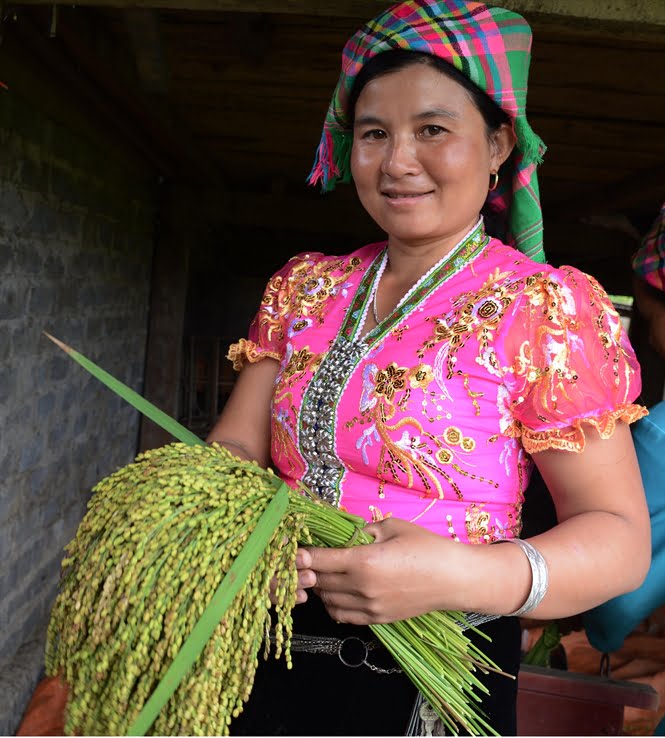Thóc nếp làm Cốm Tú Lệ