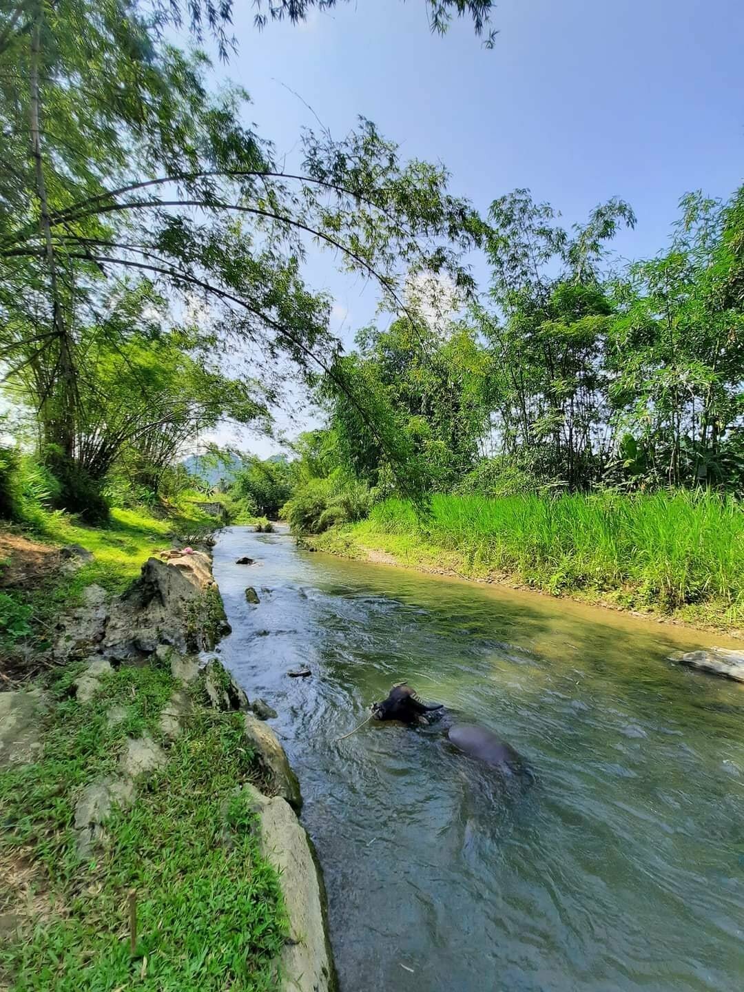 trâu tắm suối
