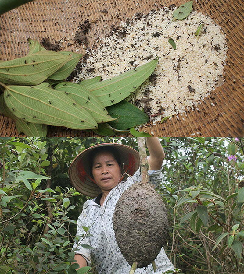 Trứng kiến đen Trứng kiến đen