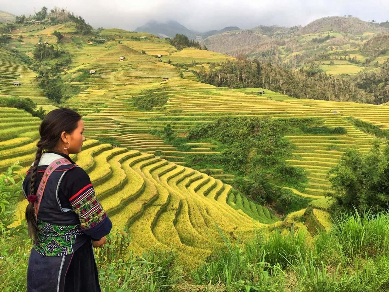 ruộng bậc thang mù cang chải mùa lúa chín ruộng bậc thang mù cang chải mùa lúa chín