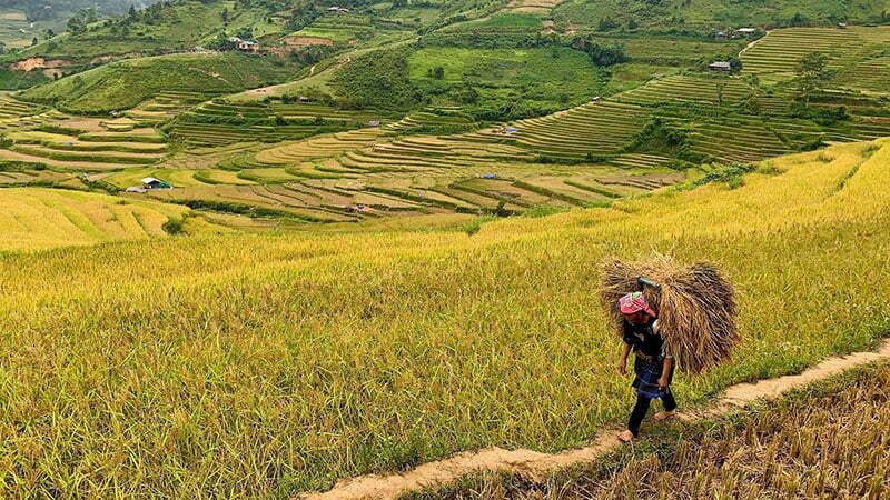 Gùi lúa ở cánh đồng Tú Lệ Gùi lúa ở cánh đồng Tú Lệ