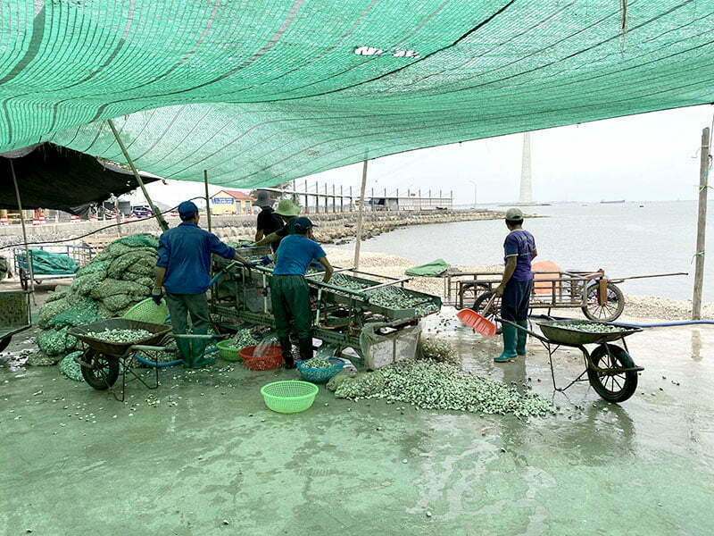 ngao cát bà ngao cát bà