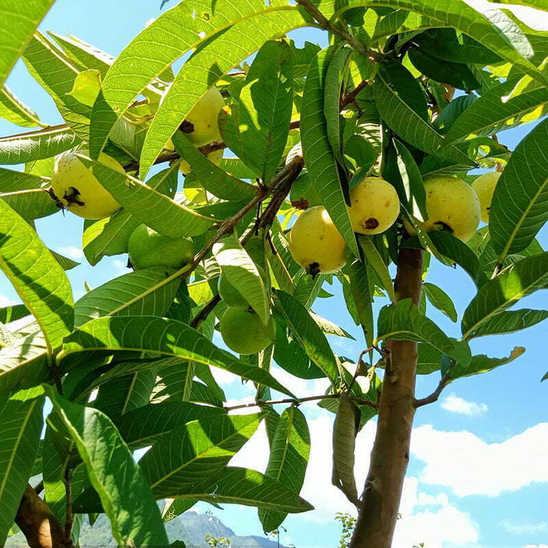 ổi rừng ổi rừng