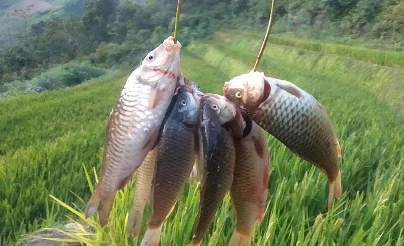 mù cang chải mùa lúa chín