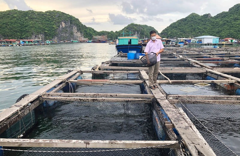 bảo tồn danh thắng cát bà và cho cá ăn bảo tồn danh thắng cát bà