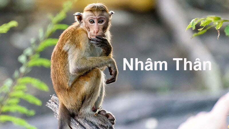 Sinh năm 1992 mệnh kim tuổi Nhâm Thân Sinh năm 1992 mệnh kim tuổi Nhâm Thân