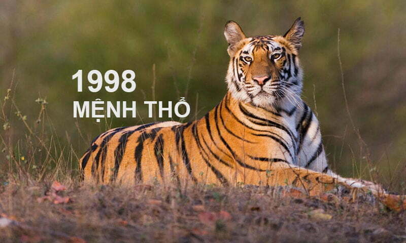 1998 mệnh Thổ năm Mậu Dần