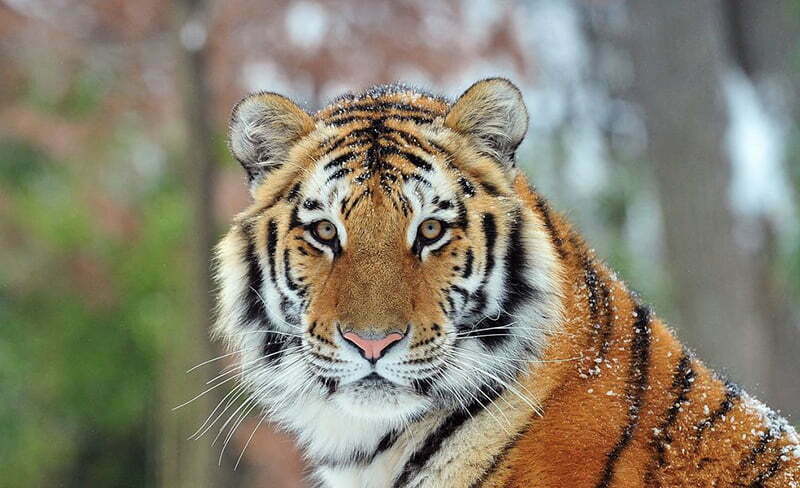 1998 tuổi hổ, mệnh thổ