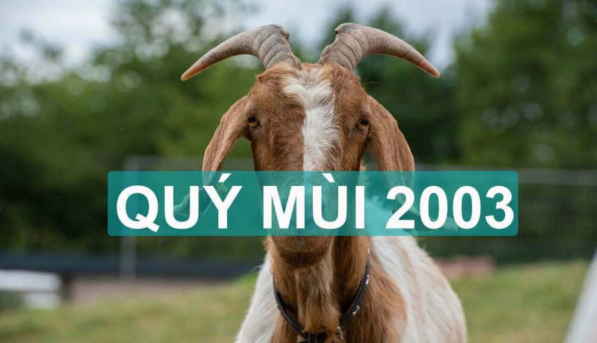 2003 MỆNH GÌ