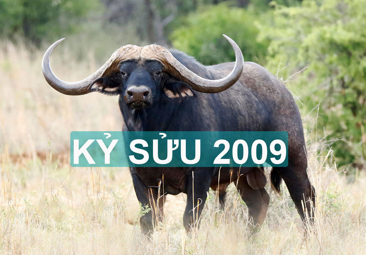 Kỷ Sửu 2009 Mệnh Gì?