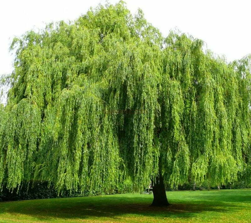 Cây Liễu 2002 mệnh mộc Cây Liễu mệnh mộc