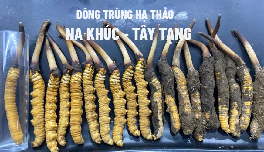 Đông trùng hạ thảo tươi nguyên chất