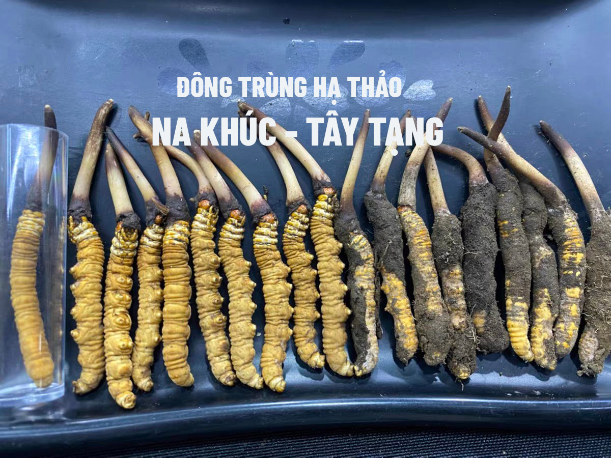 Đông trùng hạ thảo tươi nguyên chất