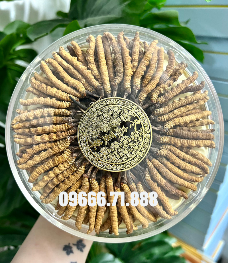 Đông trùng Hạ Thảo Na Khúc loại VIP Đông trùng Hạ Thảo Na Khúc loại VIP