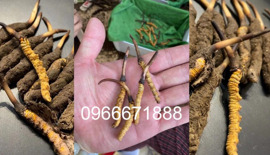 Mua đông trùng hạ thảo tươi