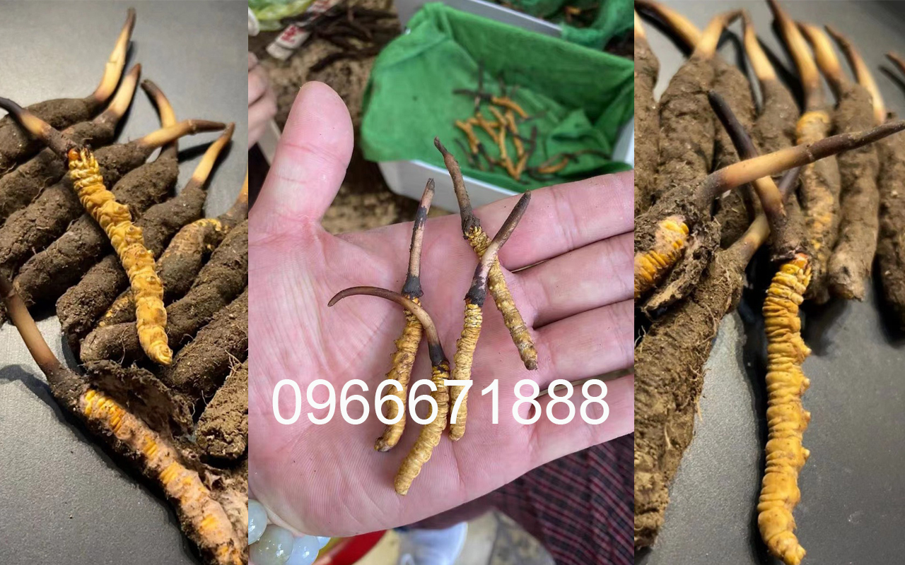 Mua đông trùng hạ thảo tươi