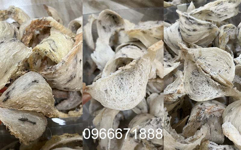 Yến thô nguyên tổ nhà nuôi và yến đảo